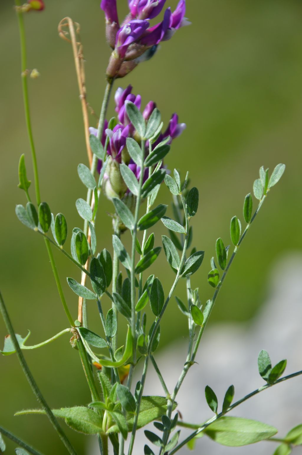 astragalus possibile - cfr. Astragalus onobrychis